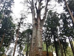 -阿里山神木遗迹