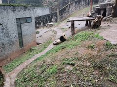 -都江堰中华大熊猫苑