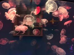 -大连圣亚海洋世界
