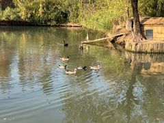 -溱湖国家湿地公园