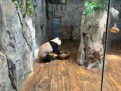 -深圳野生动物园