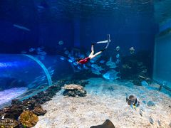 -华夏文旅海洋公园