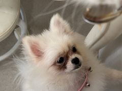 -共舞时光猫咖·狗咖(新街口店)
