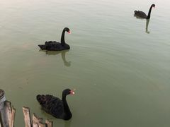 -艾溪湖湿地公园