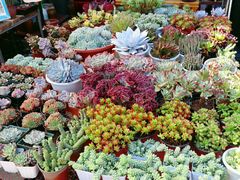 -桂林市花鸟市场