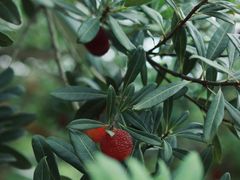 -宝岩生态观光园