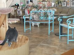 大堂-共舞时光猫咖·狗咖(新街口店)