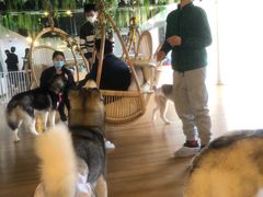 -Husky Go! 哈士奇体验馆·宠物咖啡厅狗咖