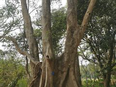 -中国科学院西双版纳热带植物园