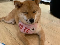 -逗柴咖啡屋·狗咖猫咖宠物桌游