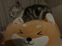 -爱宠屋pet shop·宠物洗澡·宠物美容
