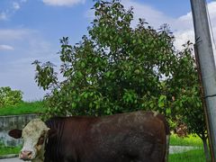 -素山寺森林公园