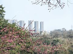 -重庆彩云湖湿地公园