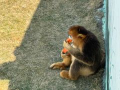 -西霞口神雕山野生动物世界