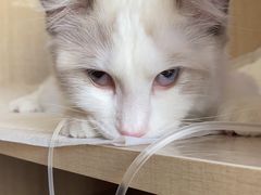-北京观赏动物医院·24小时大型综合·猫专科·异宠专科