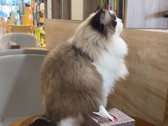 -藏猫猫咖啡主题馆(中央大道店)