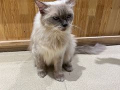 -藏猫猫咖啡主题馆(中央大道店)