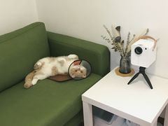 -爱侣宠医·鹦鹉专科·小型哺乳类·异宠专科(灵石路店)