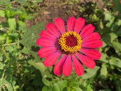 -合肥滨湖国家森林公园