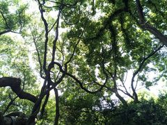 -绮园景区