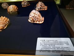 -青岛贝壳博物馆