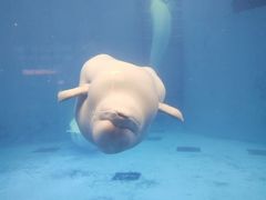 -海合安成都极地海洋公园