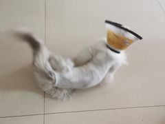 -凯瑞希宠物医院·狂犬免疫·微创·皮肤科