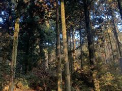 -庐山风景区花径公园