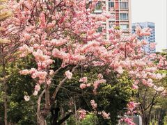 -四海公园(南山区)