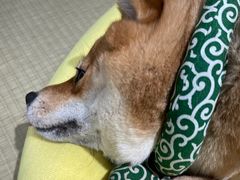 -逗柴咖啡屋·狗咖猫咖宠物桌游