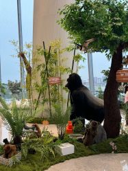 -IMON·HANSA潮玩玩偶毛绒玩具(通州万象汇店)