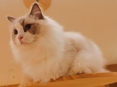 -CAT’S MEWSTAR CAFE·喵星球猫屋(晴湾咖啡店)