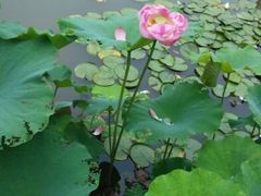android_upload_pic-陈家山荷花公园