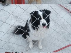 -宠物寄养训练学校