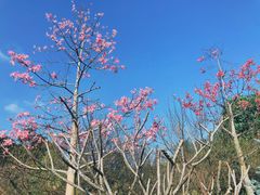 -广州市流溪河国家森林公园