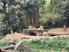 -广州长隆野生动物世界