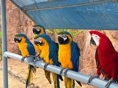 -西霞口神雕山野生动物世界