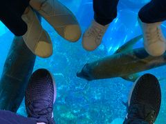 -迪拜水族馆及水下动物园