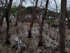 -宝安西湾红树林湿地公园