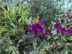 -东莞植物园