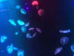 -锦艺城海洋馆