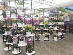 -荷兰花海