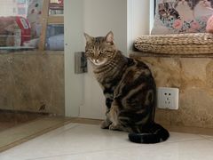 -Catmate·猫肥家润(金润铂宫店)