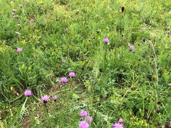 -塞罕坝国家级自然保护区