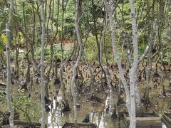 -东寨港红树林旅游区