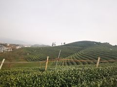 -听风阁农家私房菜茶楼(龙坞店)