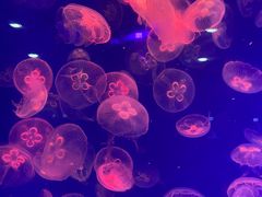 -海合安青岛极地海洋公园