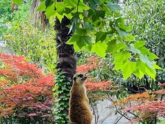 -上海野生动物园