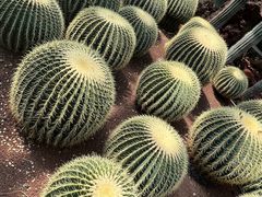 -昆明植物园