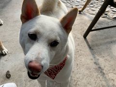 -柴犬高等学院·狗咖·柴犬售卖·宠物训练